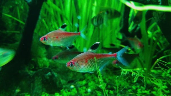 画像4: Wild ダイアモンドペレズテトラ (4)