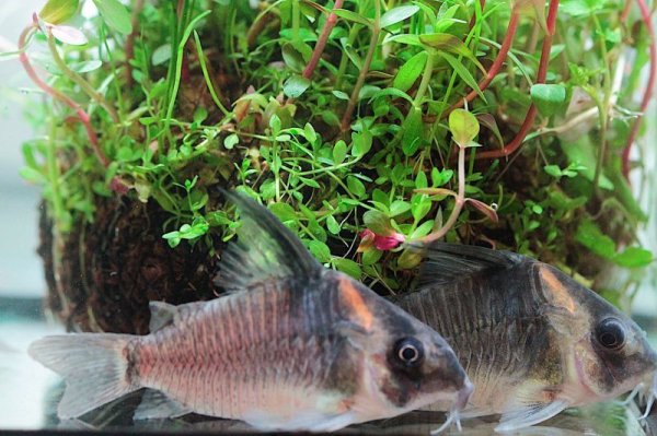 画像2: Wild Co.レセックス (2)