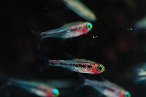 画像2: トゥッカーノテトラ (2)