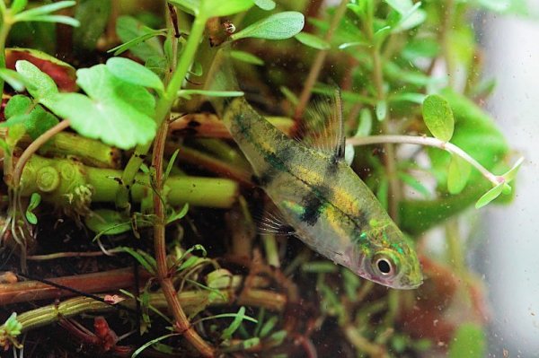 画像2: Wild プンティウス・ゲリウス (2)