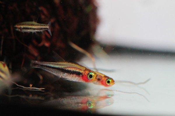 画像3: トゥッカーノテトラ (3)