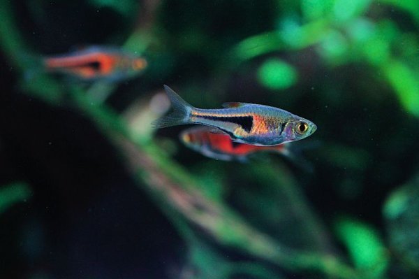 画像3: ラスボラ・エスペイ (3)