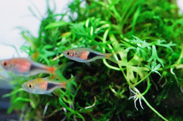 画像2: ラスボラ・ヘテロモルファ (2)