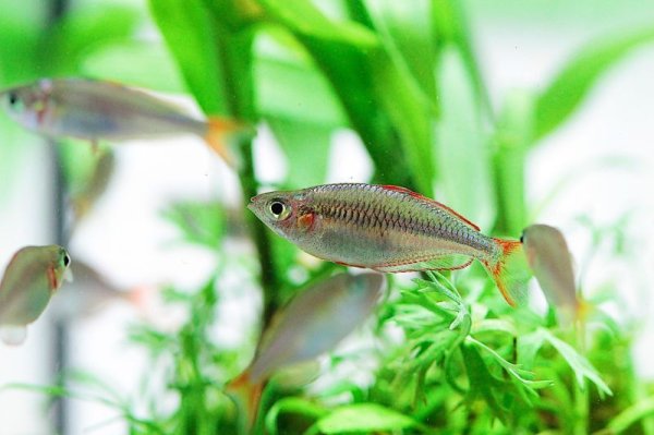 画像3: ネオンドワーフレインボー (3)