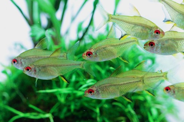 画像2: レモンテトラ (2)