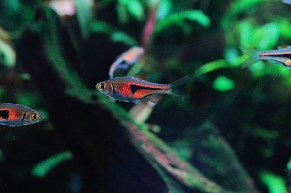 画像2: ラスボラ・エスペイ (2)