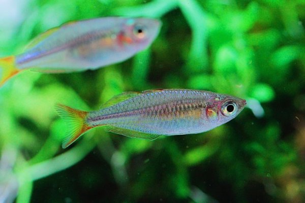 画像2: ネオンドワーフレインボー (2)