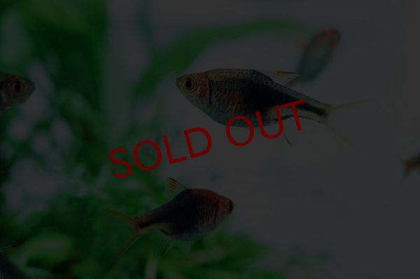 画像3: ラスボラ・ヘテロモルファ ブルー (3)
