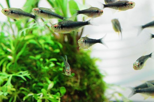 画像3: ブリリアントブラックネオンテトラ (3)