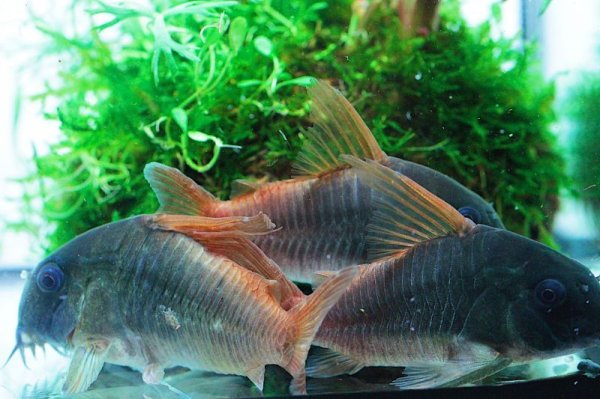 画像2: Wild Co.ジャンボコンコロール (2)