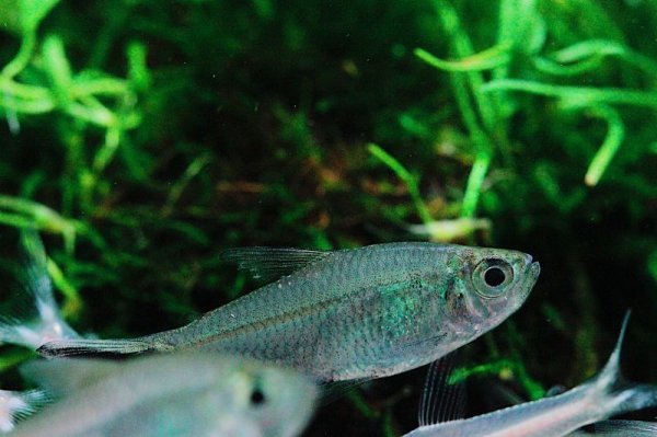 画像3: ジャックナイフテトラ (3)