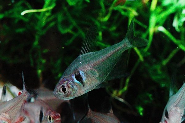 画像3: ブラックファントムテトラ (3)