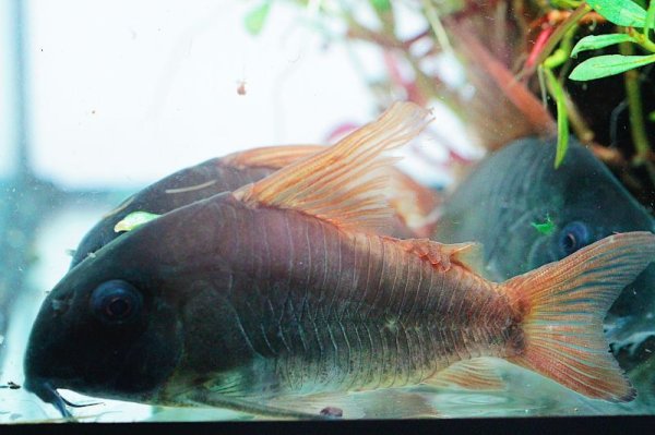 画像3: Wild Co.ジャンボコンコロール (3)