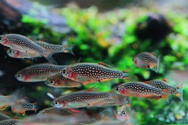 画像2: ミクロラスボラ・ハナビ (2)