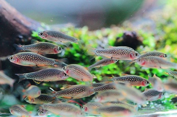 画像3: ミクロラスボラ・ハナビ (3)