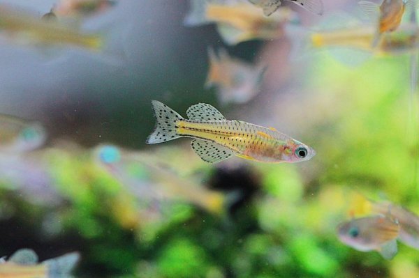 画像2: バタフライレインボー (2)