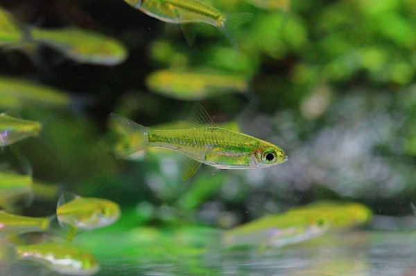 画像4: ミクロラスボラ・ブルーネオン (4)