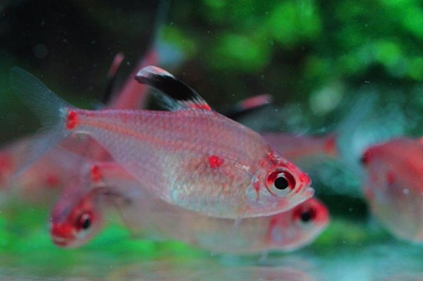 画像3: Wild ダイアモンドペレズテトラ (3)