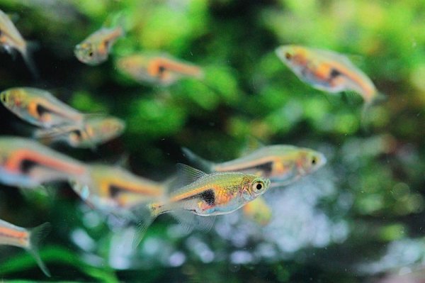 画像3: ラスボラ・ヘンゲリー (3)