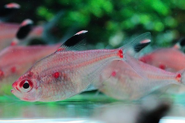 画像2: Wild ダイアモンドペレズテトラ (2)