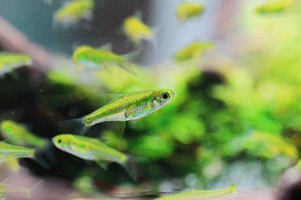 画像3: ミクロラスボラ・ブルーネオン (3)