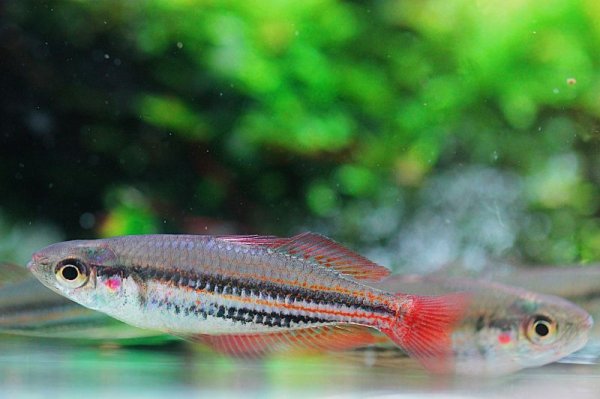 画像3: マクローチレインボー (3)