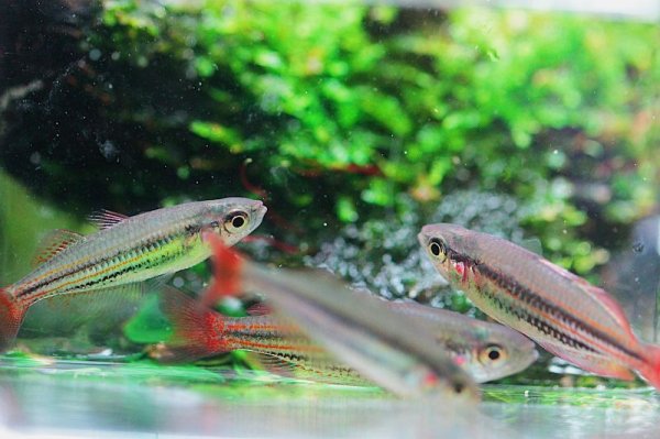 画像2: マクローチレインボー (2)