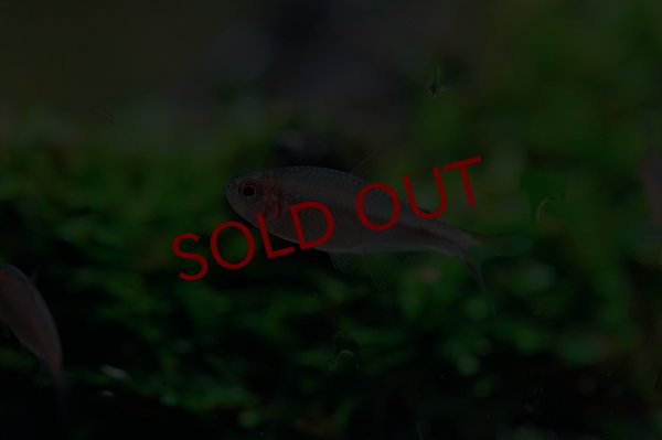 画像2: レッドフィン・ブルーベリーインパイクティステトラ (2)