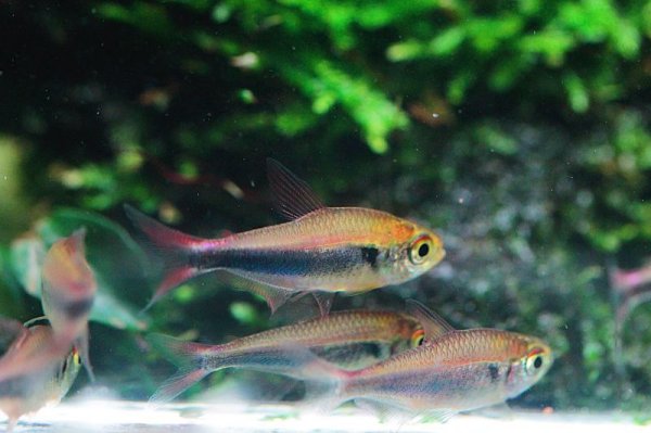 画像3: Wild ファラガテトラ (3)