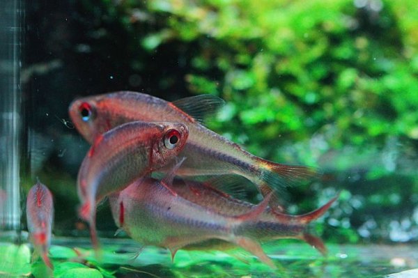 画像2: WILD レッドフィン・ブルーベリーインパイクティステトラ (2)