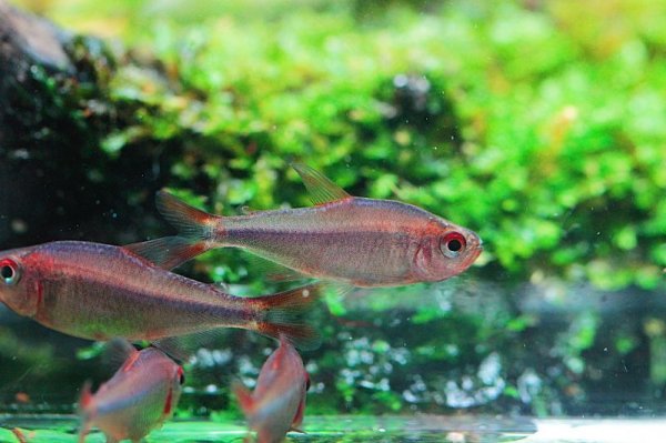 画像3: WILD レッドフィン・ブルーベリーインパイクティステトラ (3)