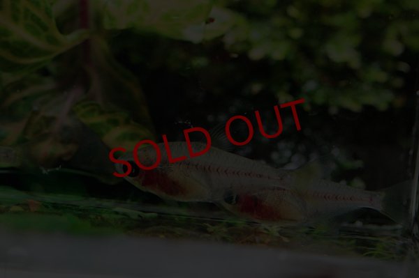 画像3: Wild ゴーストレモンテトラ (3)