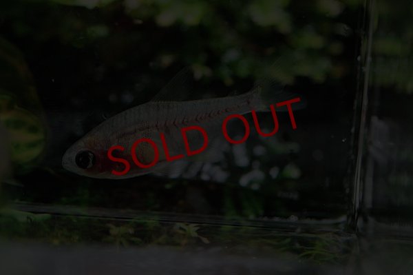 画像2: Wild ゴーストレモンテトラ (2)