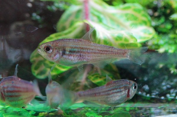 画像3: Wild ストライプダイアモンドテトラ (3)