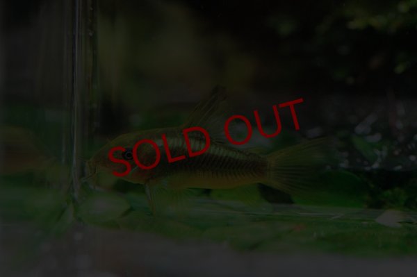 画像2: Wild Co.イルミネータス グリーン (2)