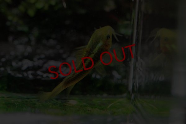 画像3: Wild Co.イルミネータス グリーン (3)