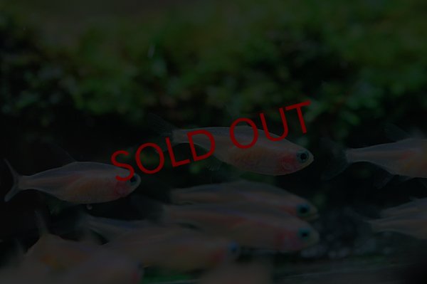 画像3: ホワイトネオンテトラ (3)