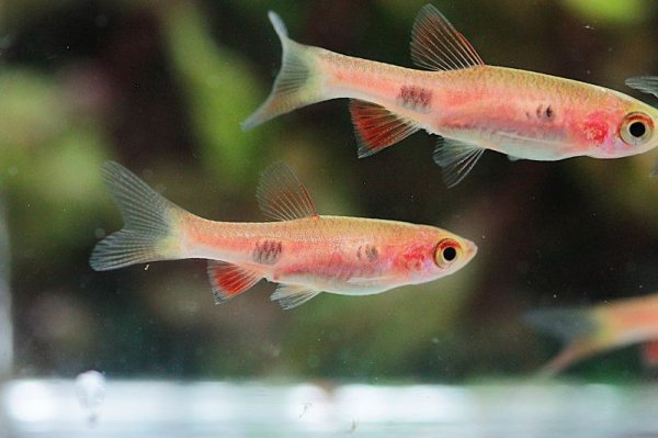 画像2: ラスボラ・カロクロマ (2)