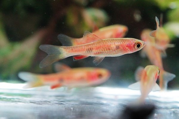 画像3: ラスボラ・カロクロマ (3)