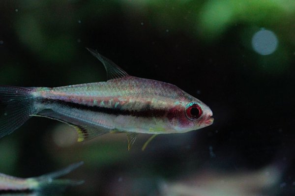 画像3: Wild レインボーテトラ (3)