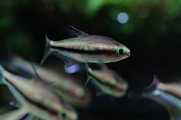 画像2: Wild レインボーテトラ (2)