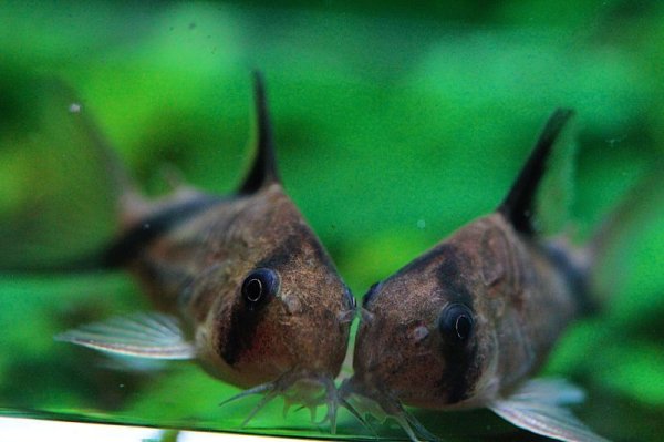 画像3: Wild Co.メリニ (3)