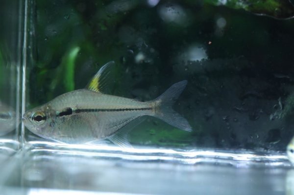 画像4: Wild ウルレイテトラ (4)