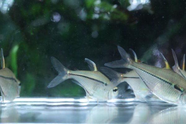 画像3: Wild ウルレイテトラ (3)