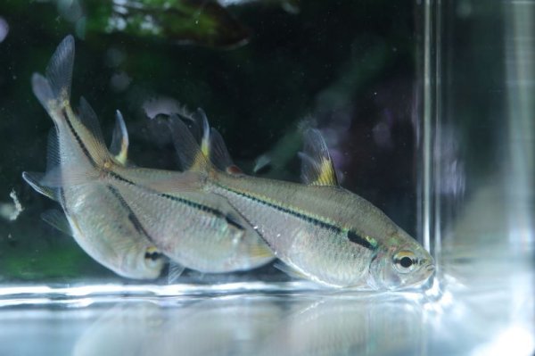 画像2: Wild ウルレイテトラ (2)