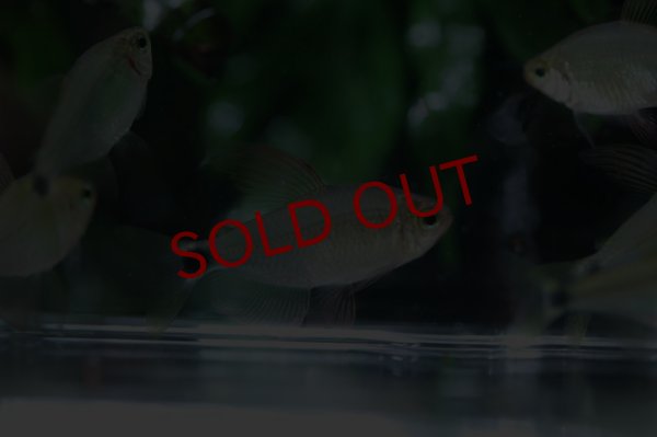 画像2: ハイフェソブリコン　プロキオン　 (2)