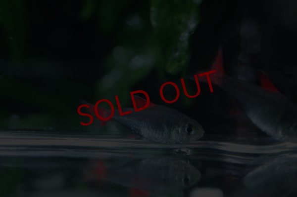 画像2: Wild ハイフェソブリコン　エイリョス (2)