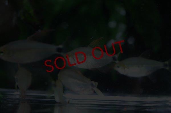 画像3: ハイフェソブリコン　プロキオン　 (3)