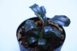 画像5: Bucephalandra sp.【Dreadnought】 (5)