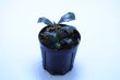 画像3: Bucephalandra sp.【Dreadnought】 (3)